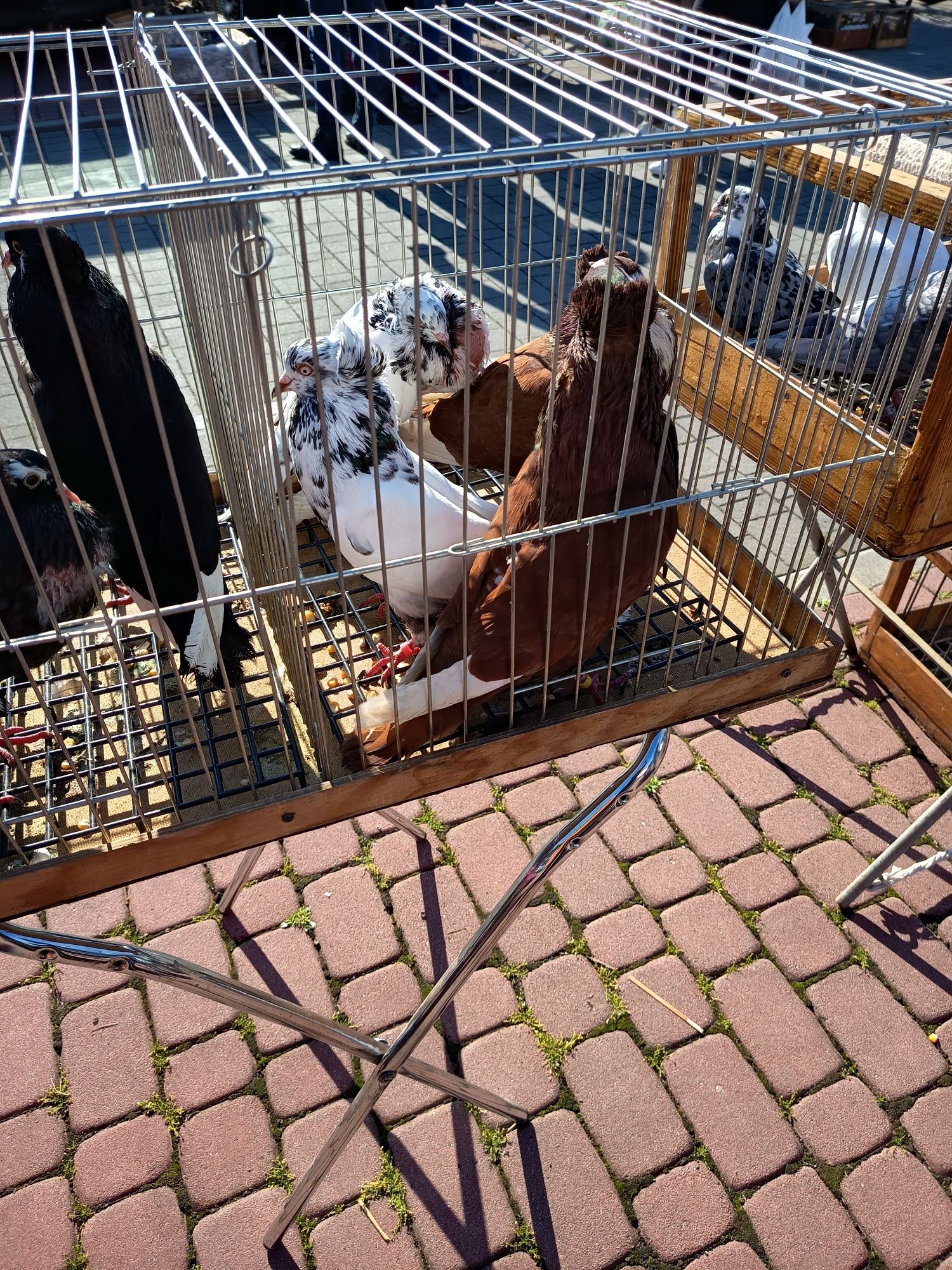 Witam mam do sprzedania garłacze koroniaste