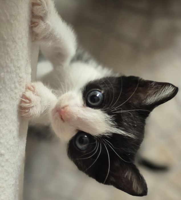 Adoção Responsável