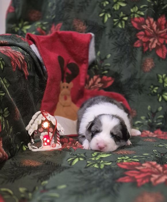 Border collie suczka blue merle