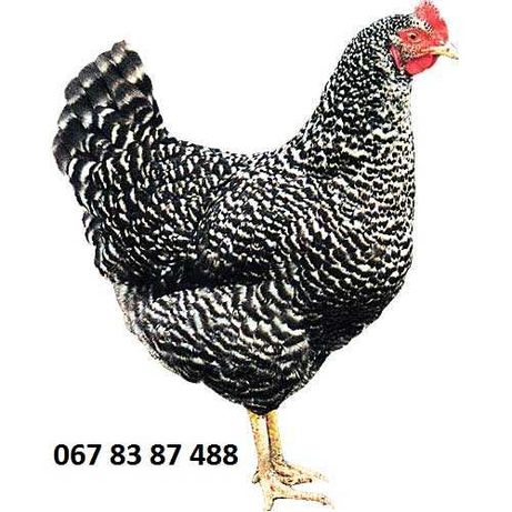 Яйця для iнкубатоpа- ДОМіНАНТ Д 959 висока якість