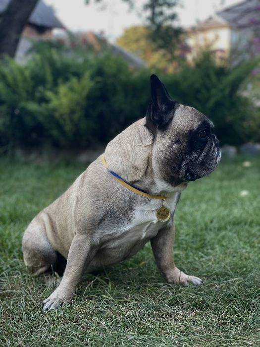 Француз на в'язку