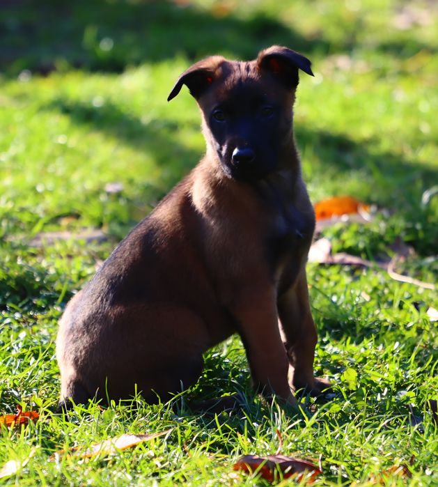 Owczarek Belgijski Malinois ZKwP FCI - pies