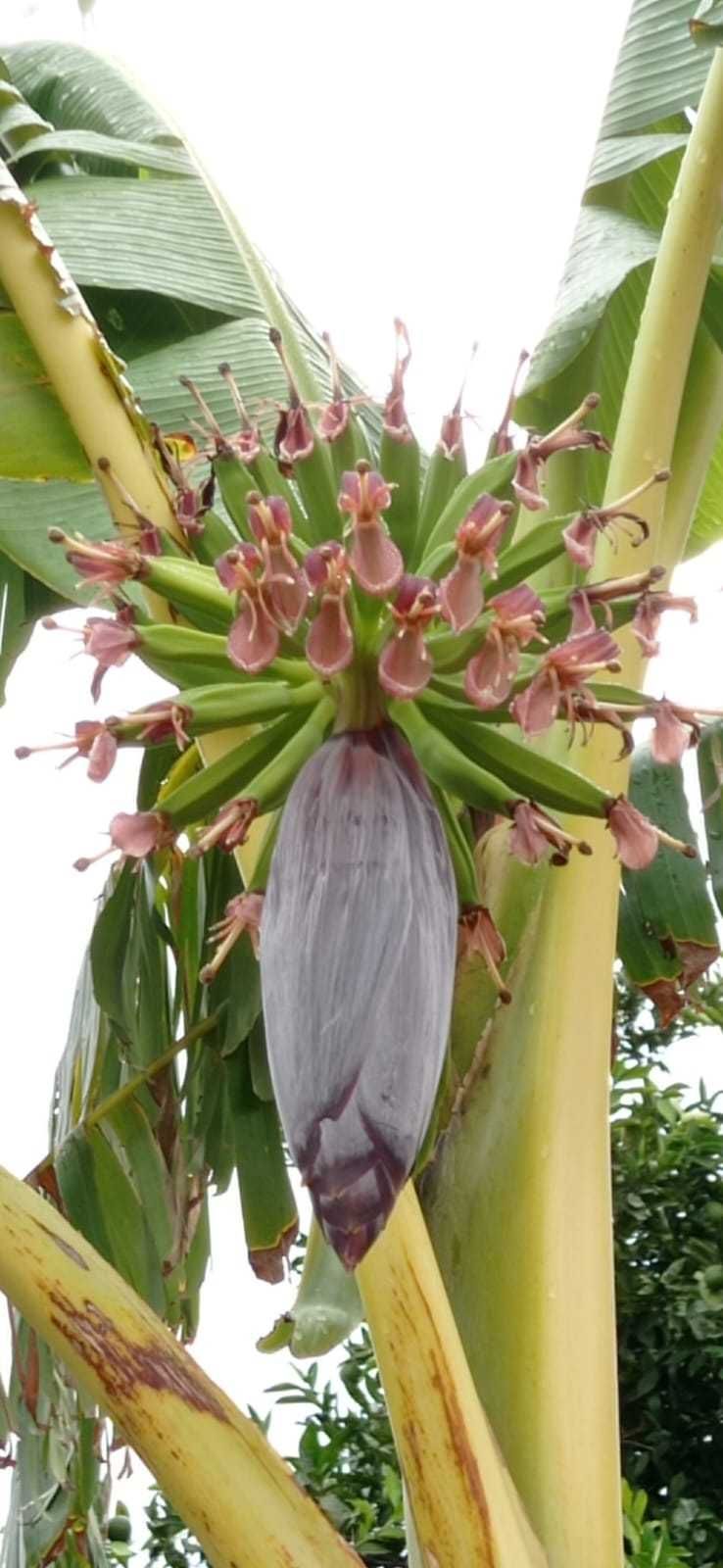 Bananeiras para plantar