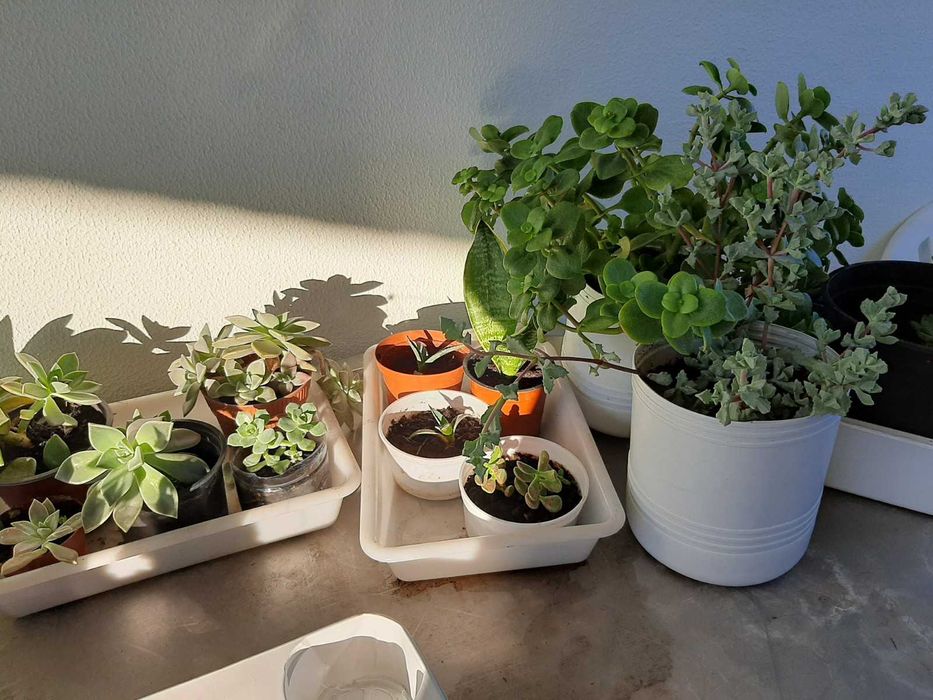 Plantas decorativas, suculentas, Physalis, Aloé vera