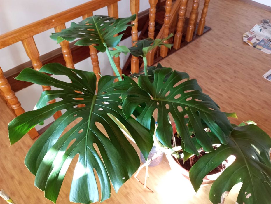 Монстера делікатесна. Monstera Deliciosa