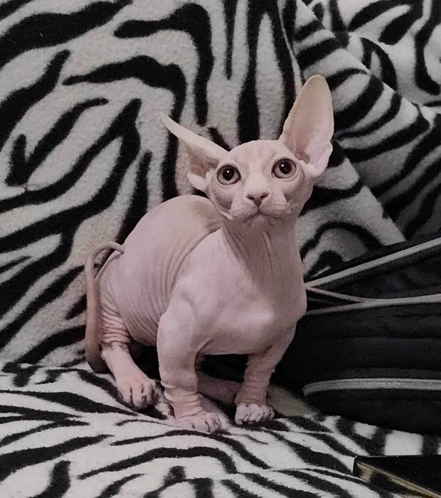 Бамбино різного віку