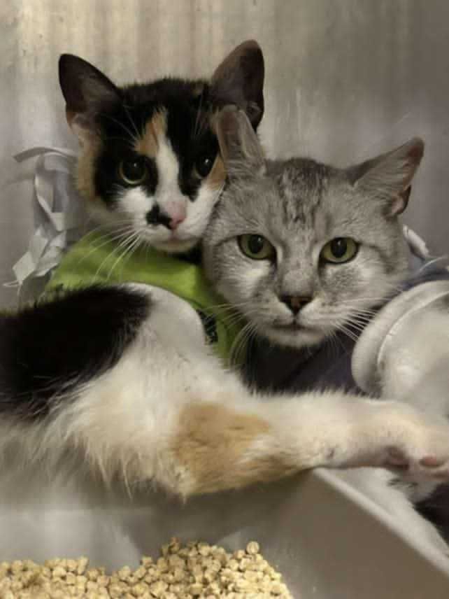 Brie i Gouda zakochane w sobie koteczki do adopcji