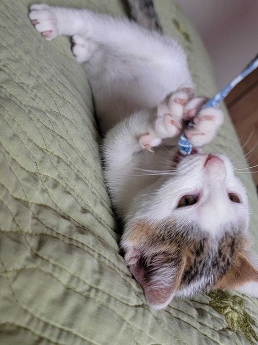 Kto pokocha Maję? Adoptuj!