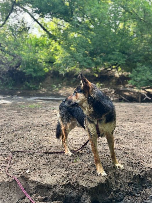 Kochany Jopek szuka domu!
