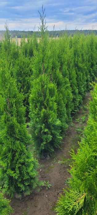 Tuja Smaragd 100 cm Dostawa gratis tuje brabant 80 szmaragd Sanok