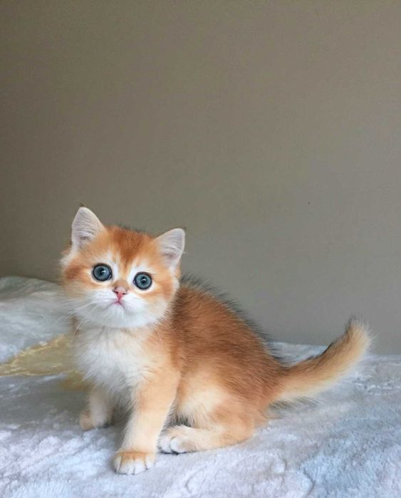 Kocurek szkocki,  color złota szynszyla