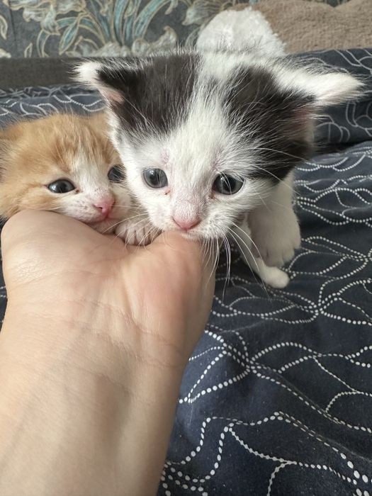 Кошеня безкоштовно