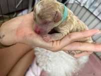 Bichpoo/Poochon/PudelToy/BichonFrise