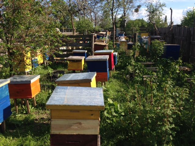 Продам бджолопакети, бджоли, пчелы, отводок, карпатка