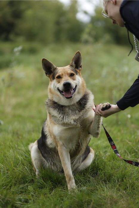 Abel szuka domu na zawsze