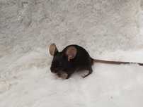 Mysz Rasowa Dumbo Satine Black (samiec) MASSON