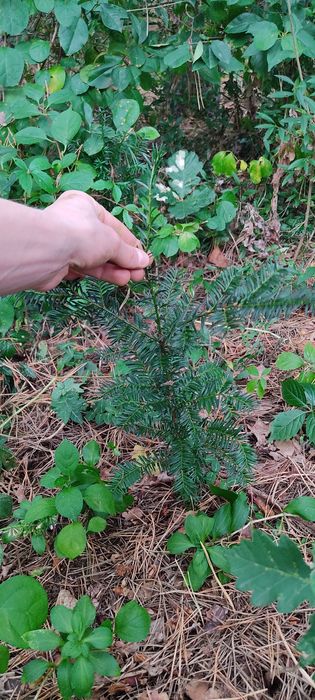 Cis pospolity sprzedam 15-20 cm sadzonka