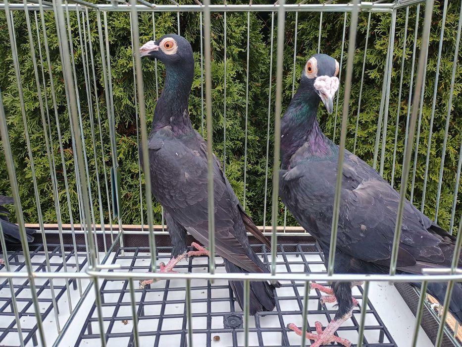 Kariery gołębie ptaki