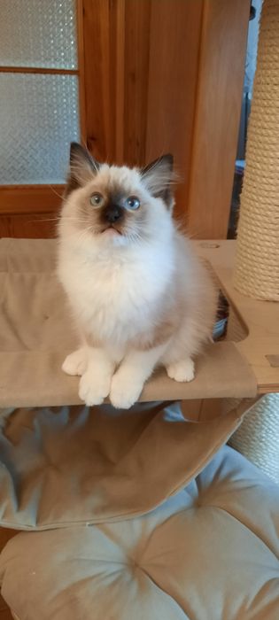 Ragdoll kocurek FPL po Championie