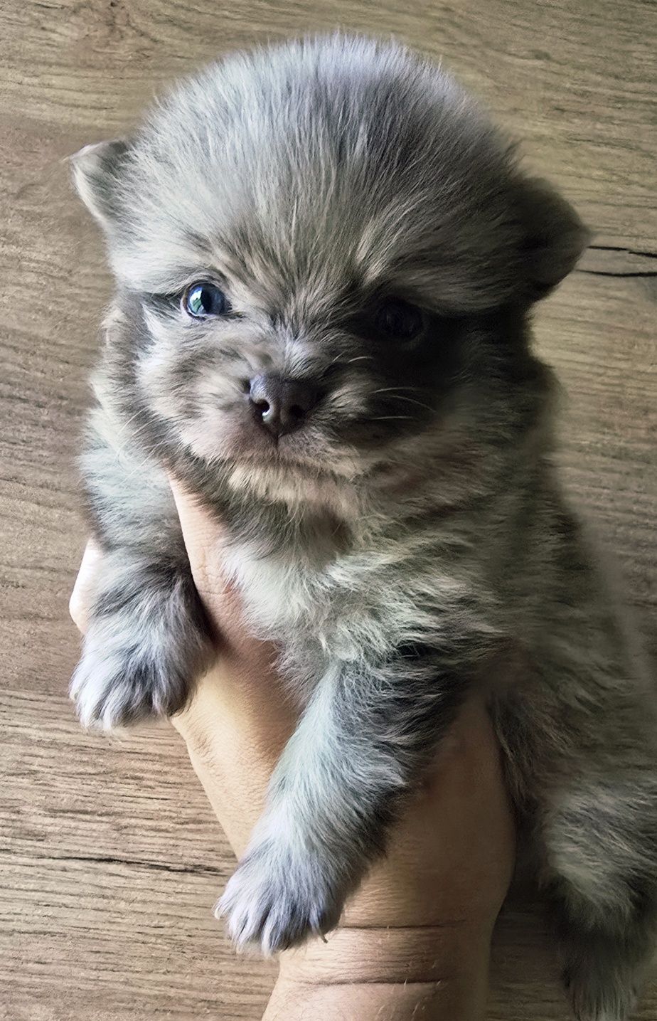 Piesek sunia pomeranian