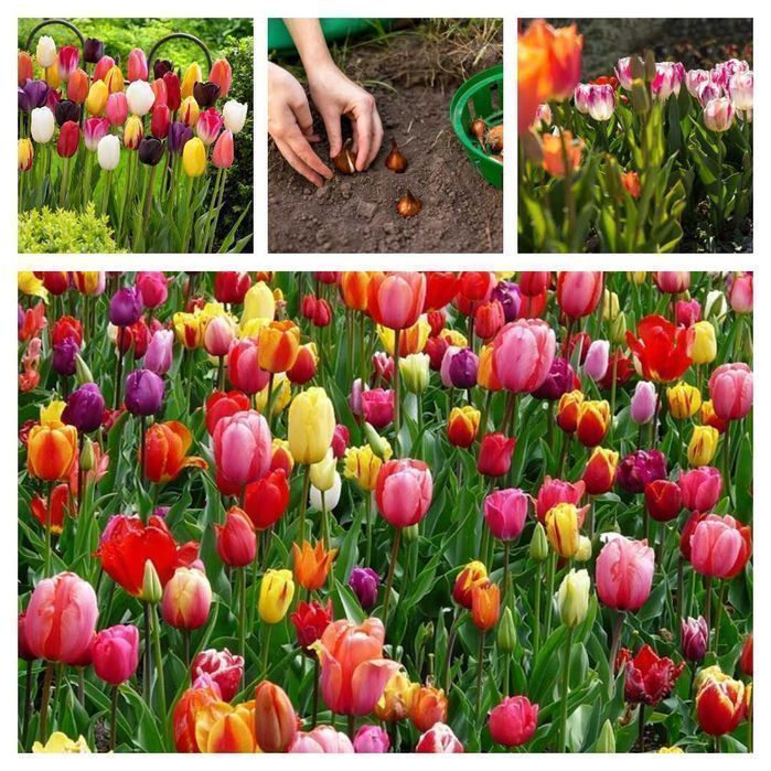 Tulipan POLSKI mieszanka 25 szt. Cebulki Tulipana Tulipanów Tulipany