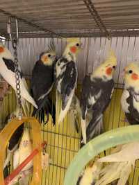 Птенцы попугая Корелла, разнообразных окрасов