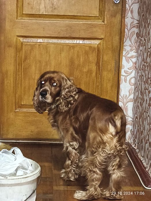 Кокер спаніель жде подружку.