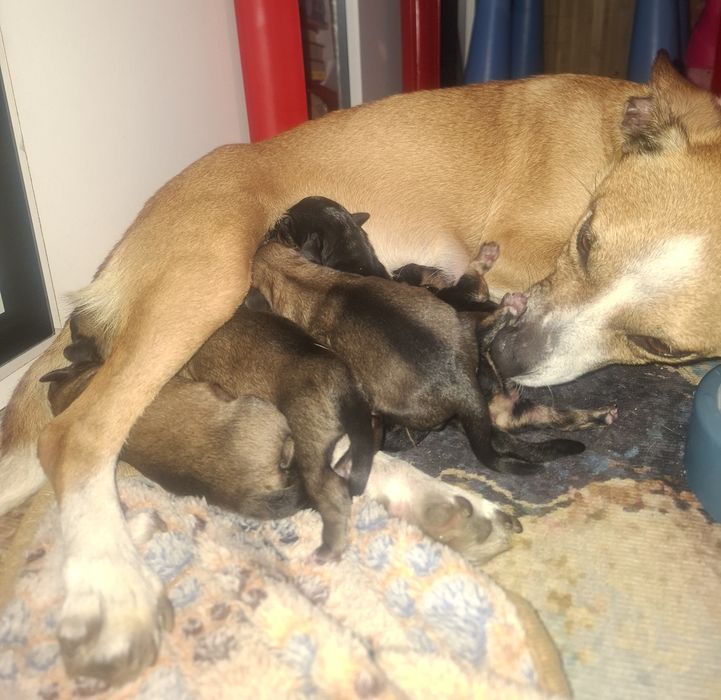 Pieski do adopcji! Oddam pieski szczeniaki za ok. 6-8 tyg.