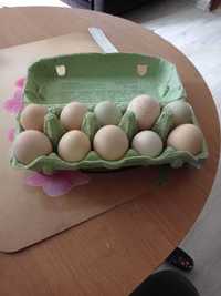 jaja jajka wiejskie kurze i kacze