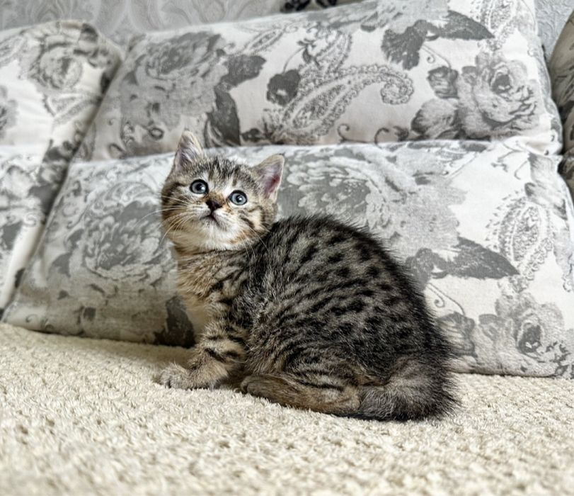 Бомбическая девочка)