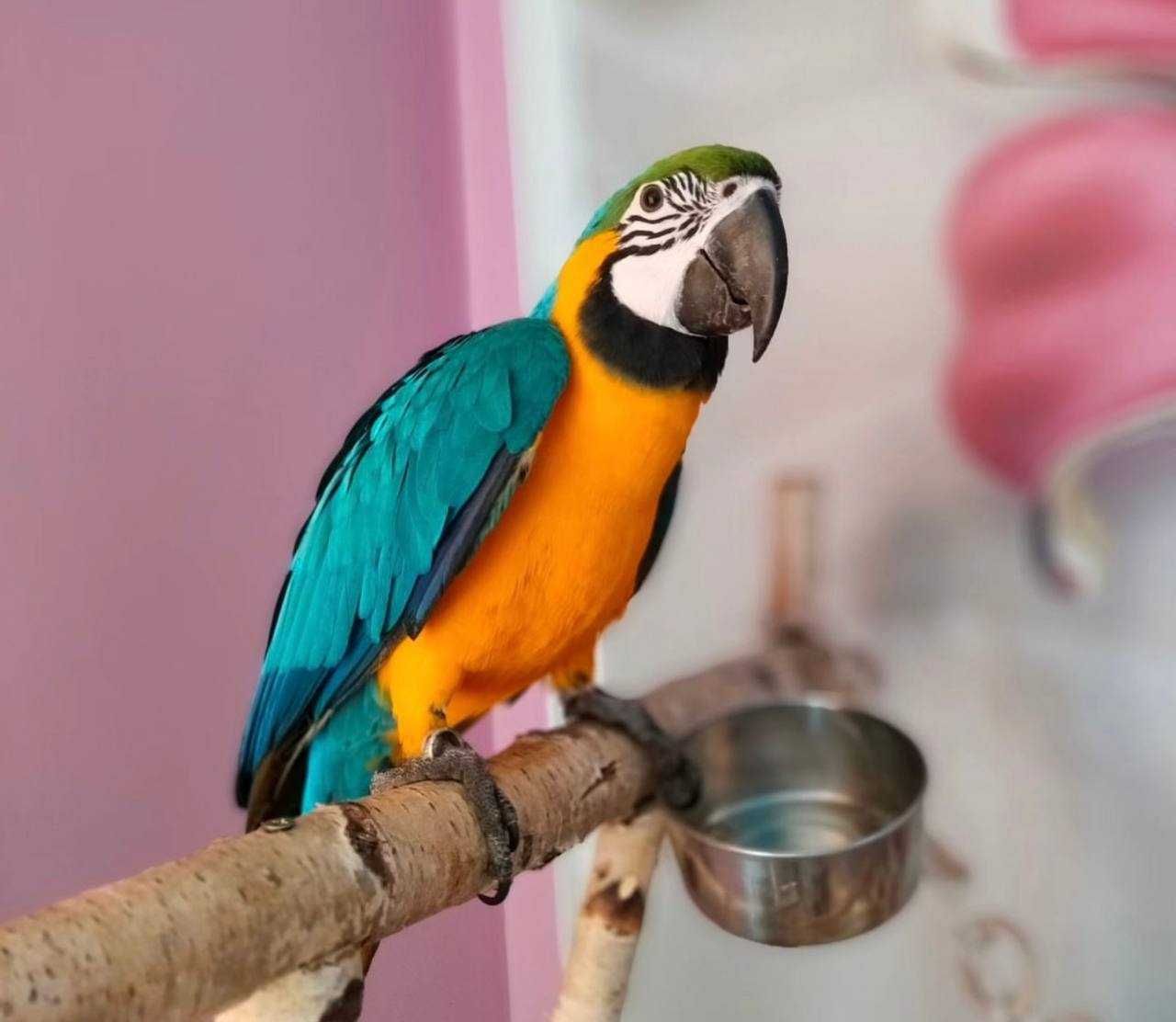 Яркий и дружелюбный попугай Ара