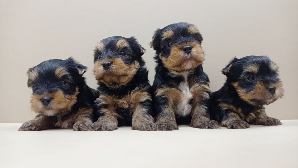 Большая семейка Одесская