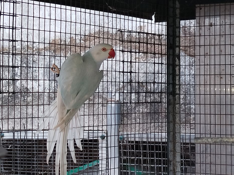 Ring neck fêmea azul lacewing
