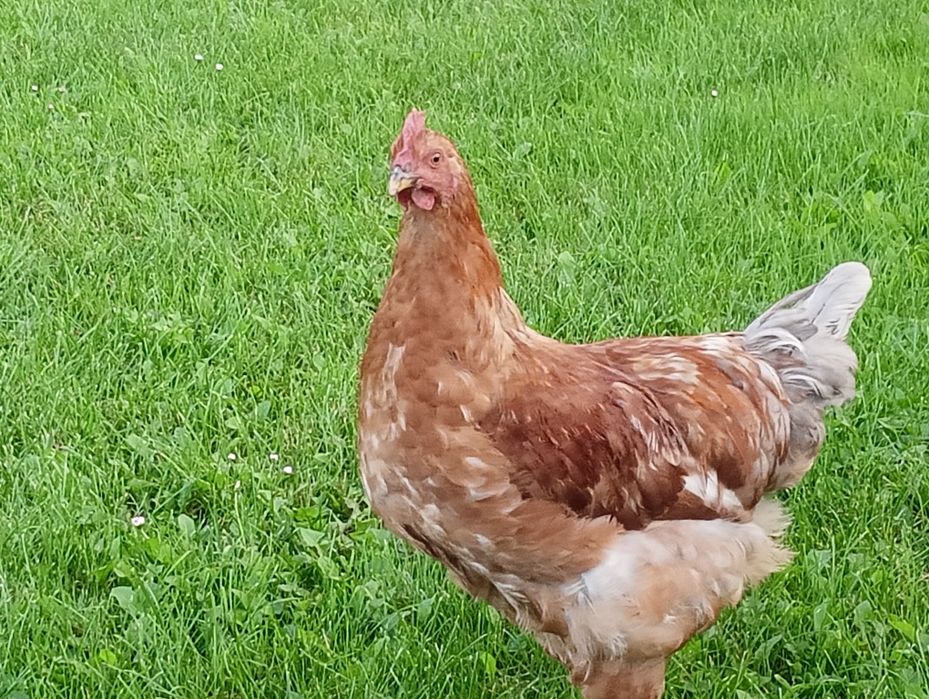 Kogut młody. Nie Lili