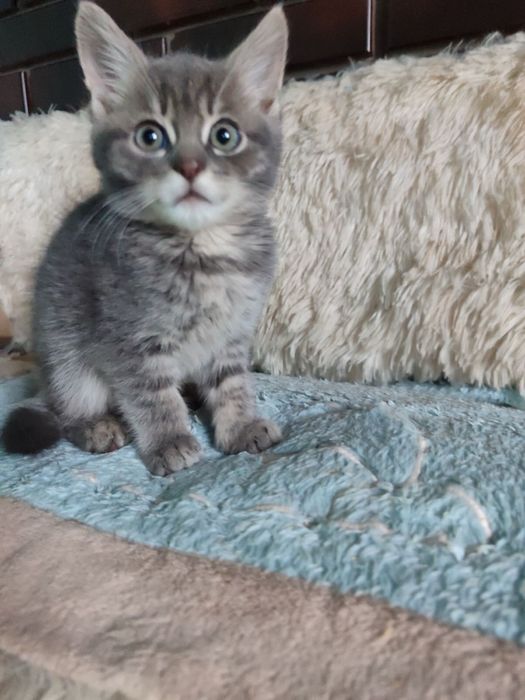 Хлопчик 1,5-2 міс шукає дім