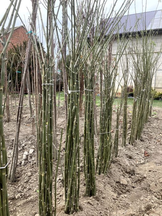 złotokap vossii laburnum x watereri