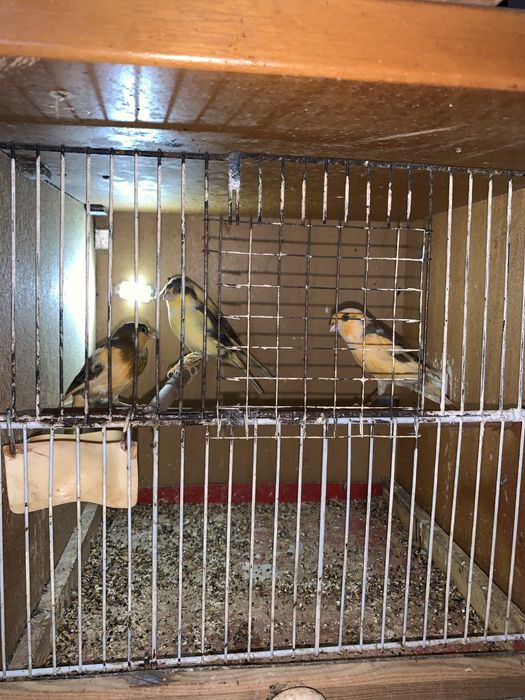 4 samce kanarki na śpiewie