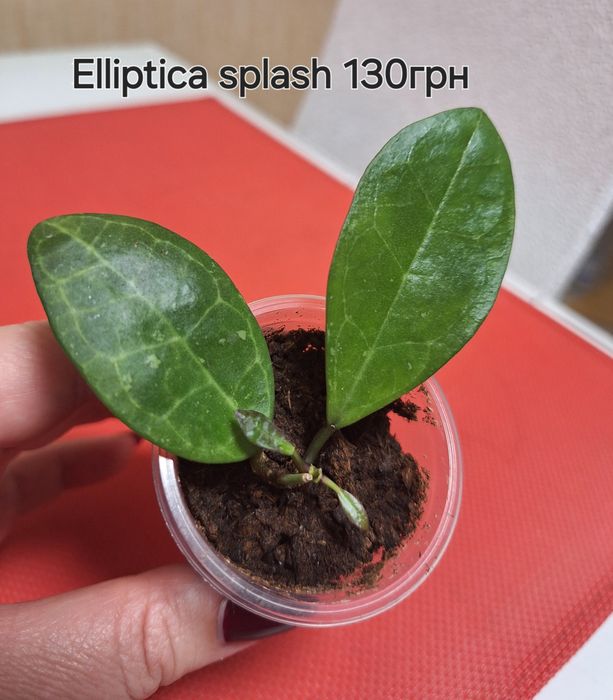 Хойя Elliptica splash