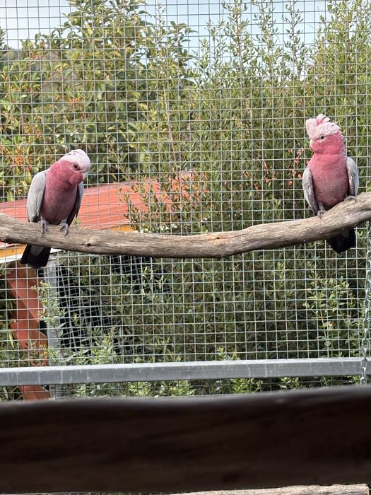 Casal Cacatuas Galah 3 anos