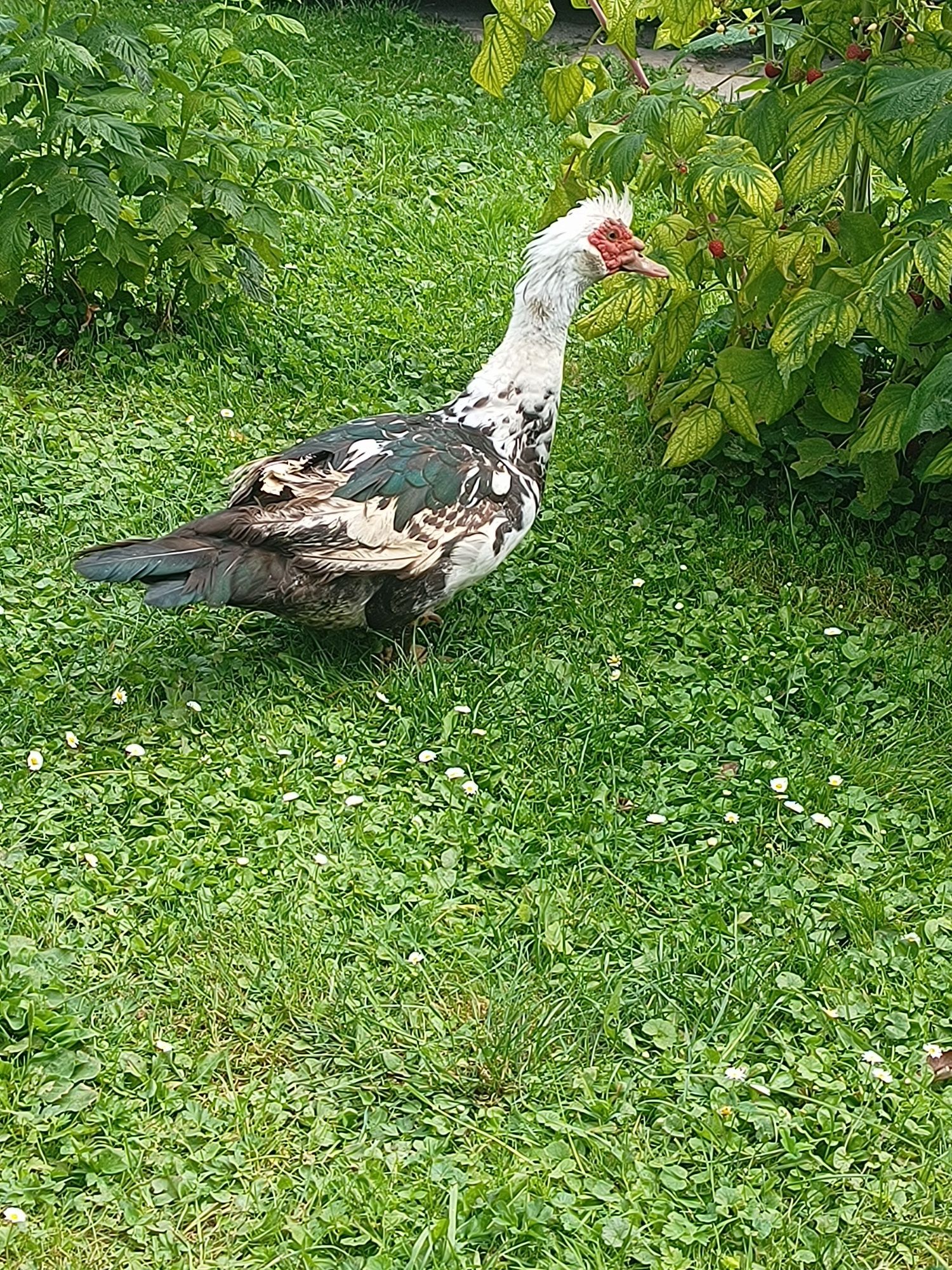 Sprzedam kaczora
