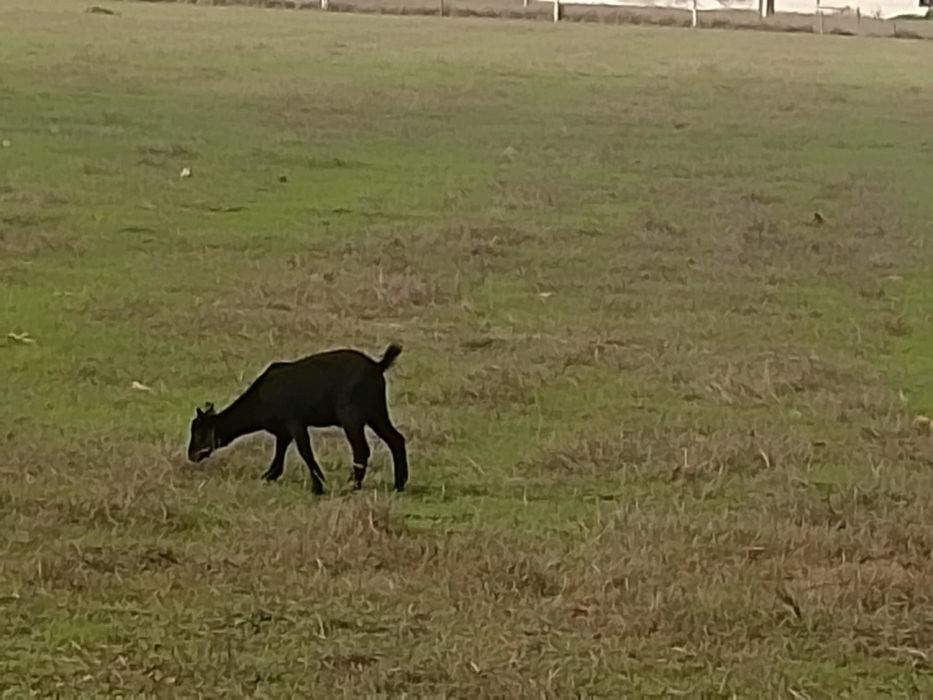 Cabrito para mudar de pasto