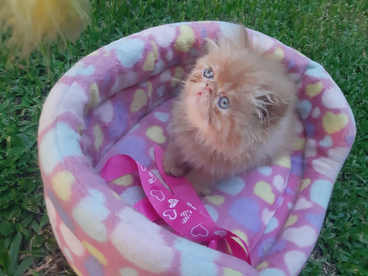 Gato persa red tabby