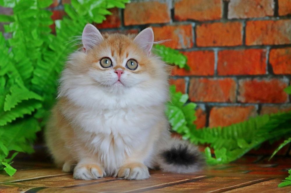 Золота шиншилла хайленд хлопчик