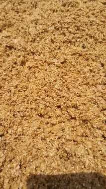 Młóto kukurydziane – najlepsza pasza, auta 25 ton