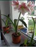 Lilia lilie sadzonki cebule rozrośnięte amarylis Zwartnica Hippeastrum