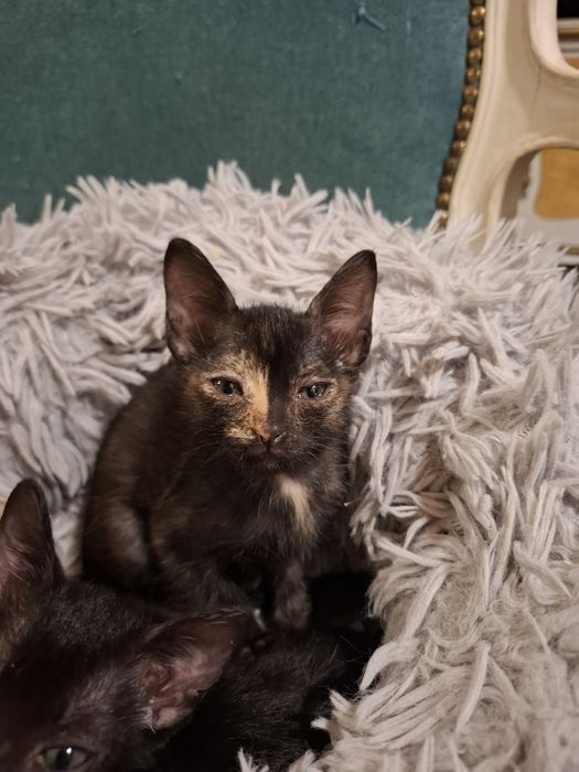 Gatos bebés para adopção responsável