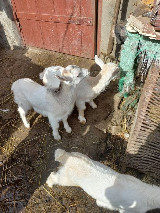 Шукають дім 75%АН ламанча