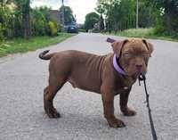 American bully 10 tyg samiec