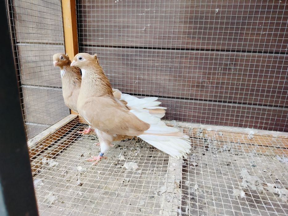 Gołębie zamojskie czubate blankopy