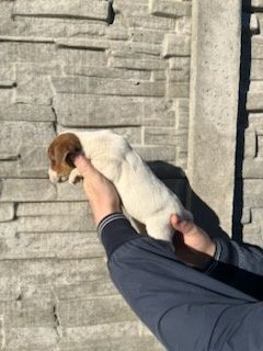 Jack Russell terrier z metryką i czipem